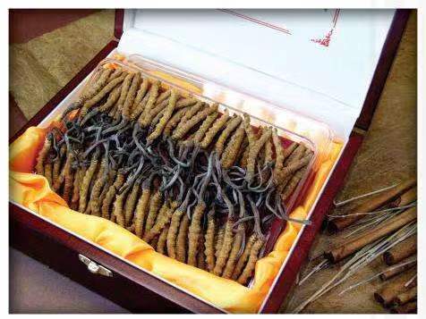 明山冬虫夏草回收